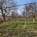 Teren, Roman -Trifesti, iesire la lac, livada pe rod